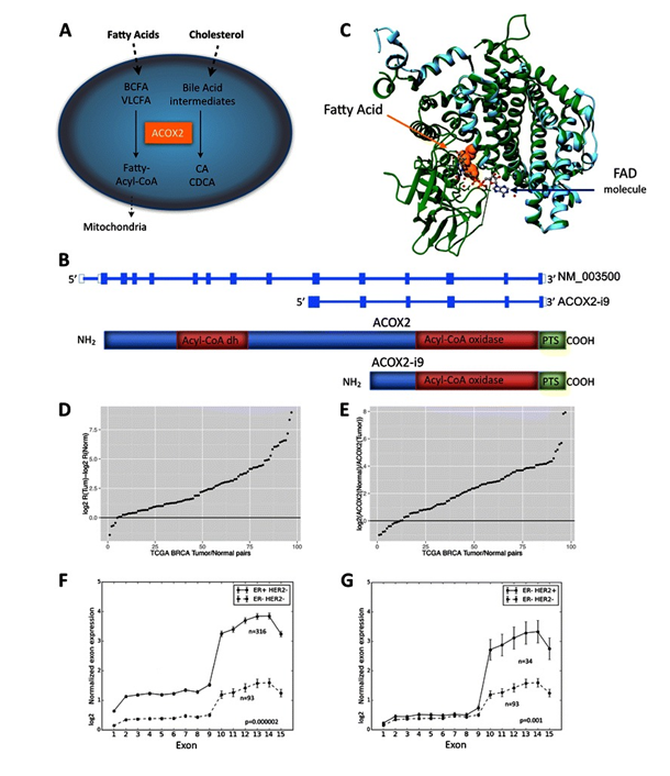 Figure 3. ACOX2 expression in TCGA BRCA cohort. ACOX2 is involved in the oxidation of very long chain fatty acids, VLCFA, and branched chain fatty acids, BCFA, and in the synthesis of bile-acid precursor molecules as schematically illustrated in Fig. 1a. The ACOX2 intronic variant, ACOX2-i9, is initiated just upstream of exon 10 of the full-length transcript (b). The translated protein retains the Acyl-CoA oxidase domain, and the Preoxisomal Targeting Signal, but lacks the fatty acid binding domain of the full-length protein. 1c shows a model of ACOX2-i9 aligned with 2DDH (Rat ACOX2). The template 2DDH is colored green and the model (i9) is colored cyan. The fatty acid is depicted as orange colored spheres and the FAD molecule (and water depicted as small red spheres) is depicted as ball-stick and colored by element. The difference in Log2 R(ACOX2-i9/ACOX2) Tumor – log2 R Normal in 87 tumor/normal pairs from the TCGA BRCA dataset are shown in d. Values > 0 indicate that the Ratio of ACOX2-i9/ACOX2 is higher in the tumor. e shows log2 expression of ACOX2 in Normal/Tumor. ACOX2 is expressed at higher levels in the Normal sample when the log2 ratio >0. Normalized log2 RPKM expression of each exon of ACOX2 in Her2 negative background separated by ER status are shown in f, and in ER negative patients separated by Her2 status (g).